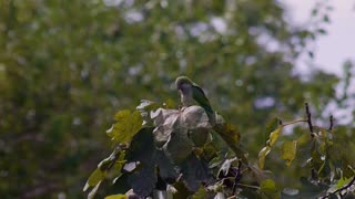 A parrot sits on the leaves of a tree