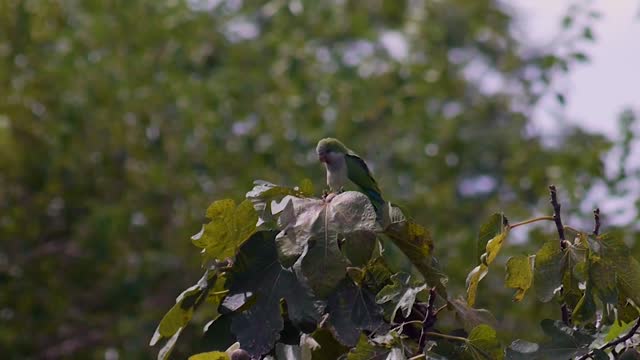 A parrot sits on the leaves of a tree