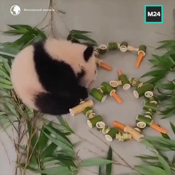 The little bugger is six months old I think 😊😍