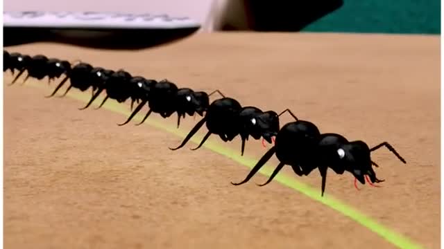 why does ants walk in straight line \ 3D animation