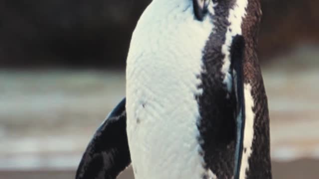 Lindos pinguins na praia