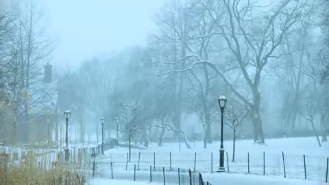 Trees in a park on a snowy day