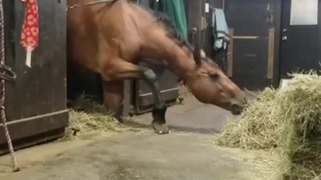 Greedy Horse Stretches his Neck From Underneath Stall Guard and Grabs Hay