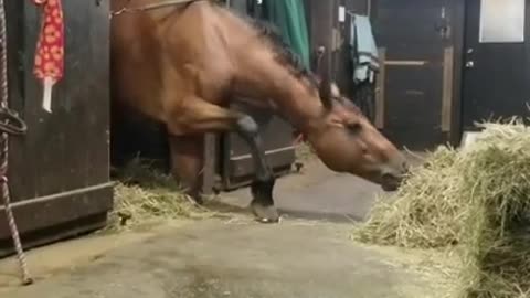 Greedy Horse Stretches his Neck From Underneath Stall Guard and Grabs Hay