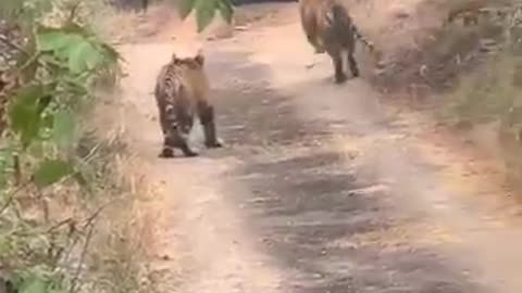 Tiger safari park| Ranthambore National Park Isubscriber here please