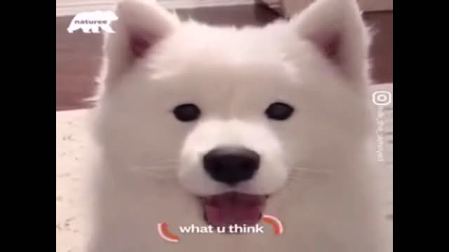 Cutie white doggy