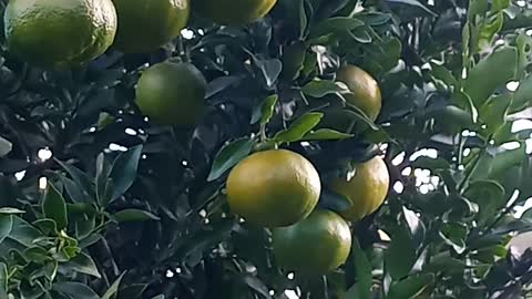 Picking fruit, right from the tree, in my backyard here in Brazil