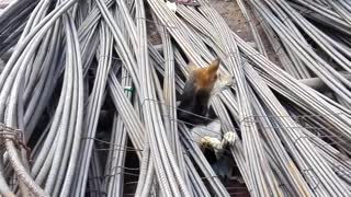 Dog Rescued from Underneath Pile of Steel