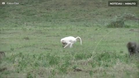 Animais albinos: uma rara e exótica beleza