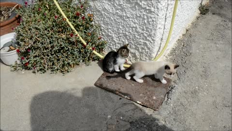 three cats fell into our hands for caresses