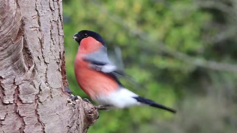 The sparrow eats and sings