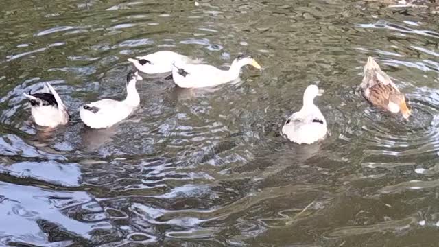Little Ducks Swimming In The Pool Water Video | Kingdom Of Awais