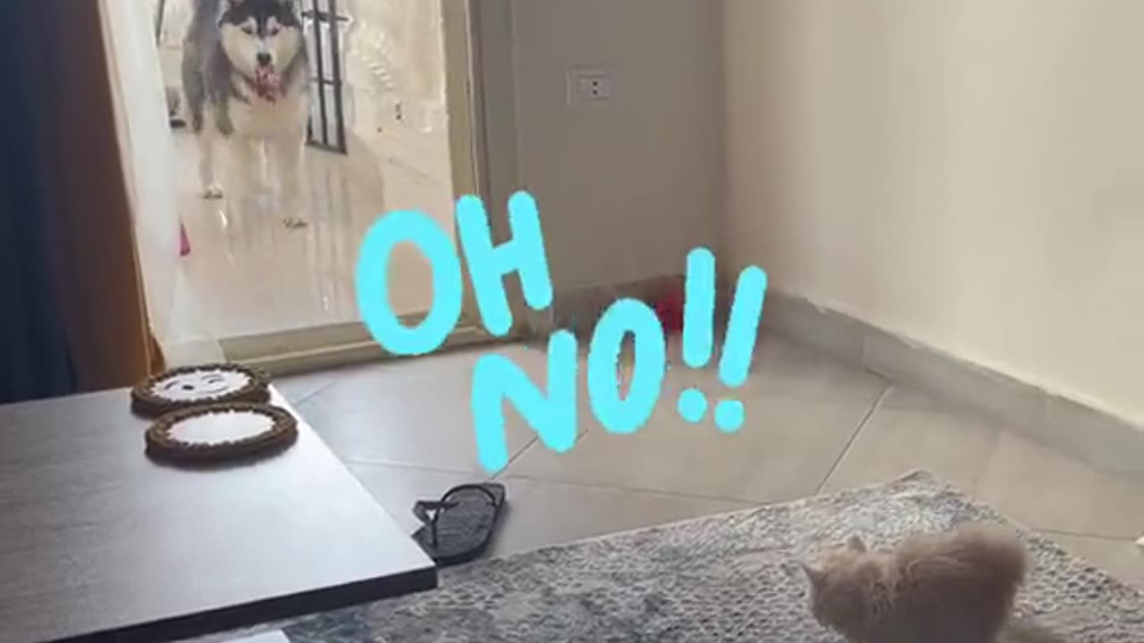 New Cat 😺 At home And This Happen
