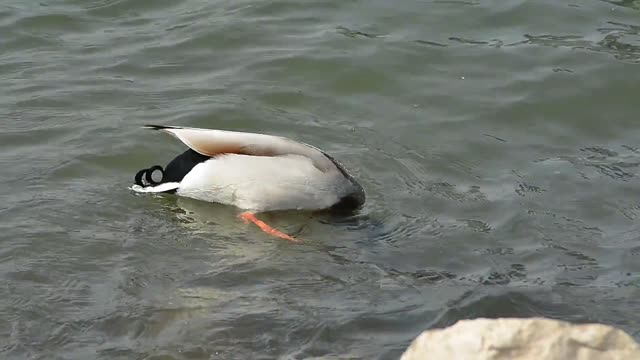 Duck over water