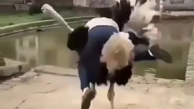 What is the best way to ride an ostrich? (very funny)