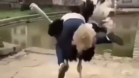 What is the best way to ride an ostrich? (very funny)