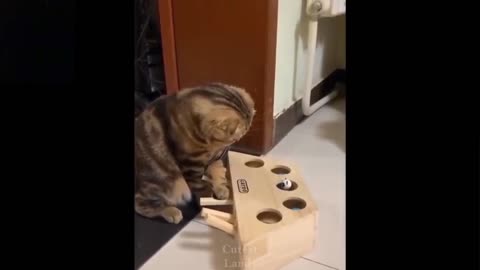 😍Cute and funny cat vídeo