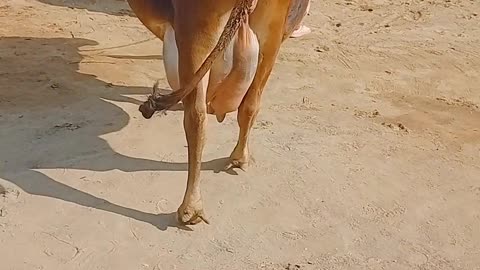 my rathi cow