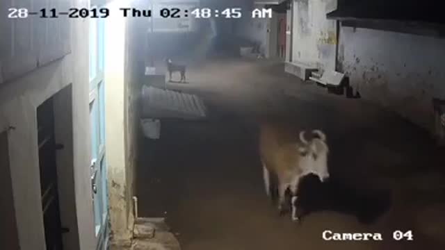 The dog safe all cows life because its a lion following them.