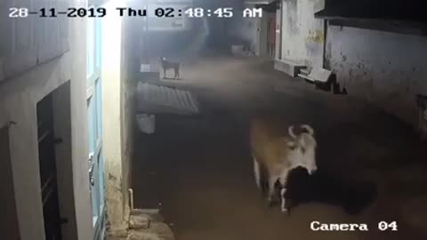 The dog safe all cows life because its a lion following them.