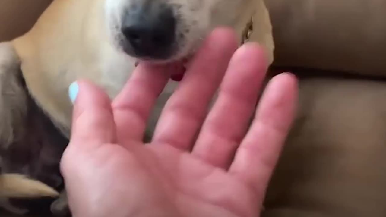 A frightened rescued dog experiences gentle human touch for the first time.