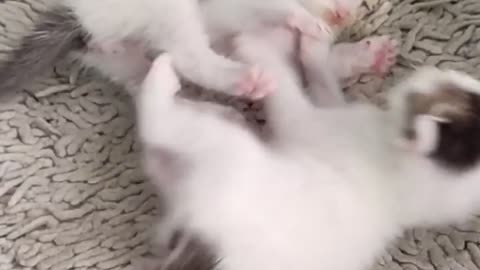 Tow Baby Cats So Beautiful Movements