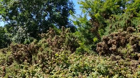 Chemtrailing - Lovely sunny day, for once.