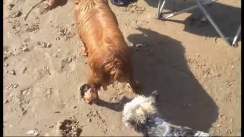 Cocker spaniel and another dog!