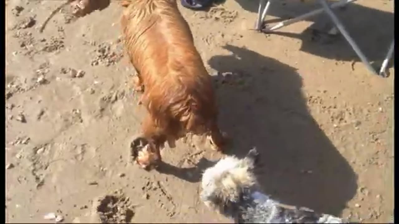 Cocker spaniel and another dog!