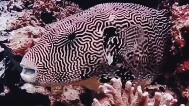 Amazing underwater world