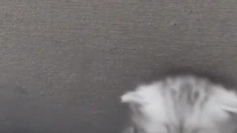 The Mysterious Invisible Paw: Where’s the Sneaky Cat?