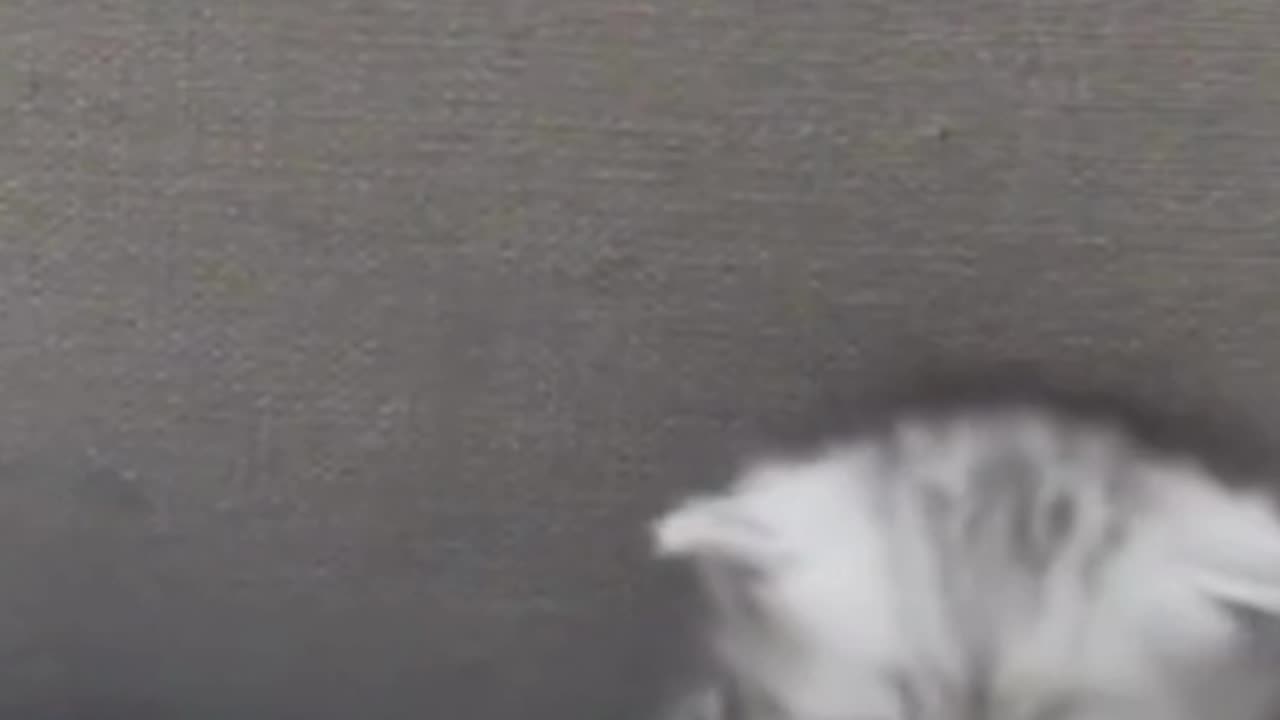 The Mysterious Invisible Paw: Where’s the Sneaky Cat?