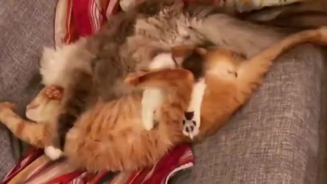 Cat love each other 1