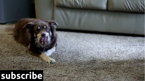 Dog chewing bone on carpet