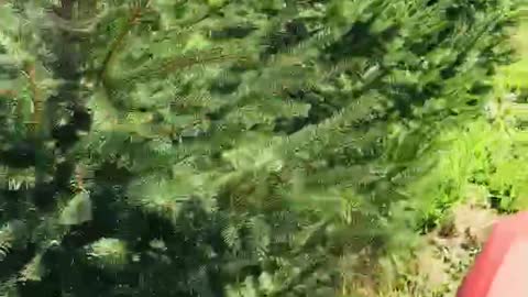 Mowing inside our tree farm at Highland Hill Farm