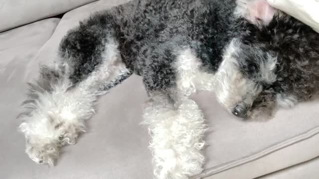 Puppy's sleep talking.