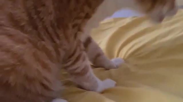 Funny Cat sniff sniff