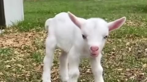 Cute goat 🐐