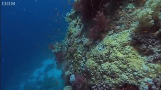 Jacques Cousteau's underworld village in the Red Sea | BBC