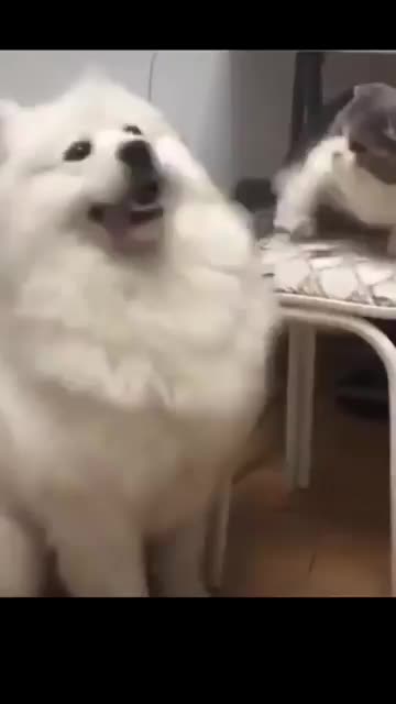 This Cat Really just Slapped The dog So Hard