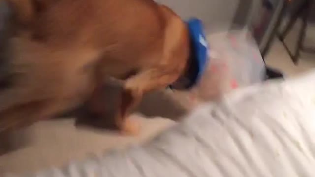 Dog running in circles and hits wall