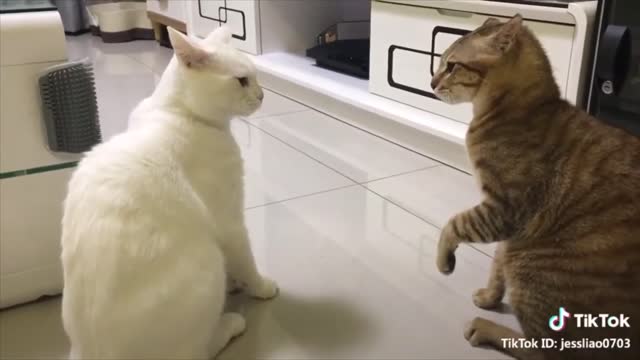 Cats talking !! these cats can speak english better than hooman