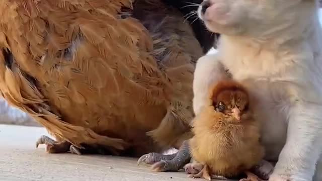 I'll keep you warm in cold weather, dog