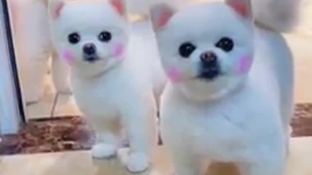 The Cutest Dogs