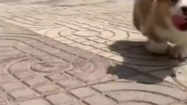 It's just your dog, but you are its life