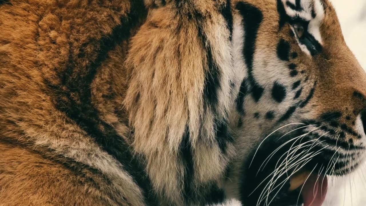 Lazy Tiger