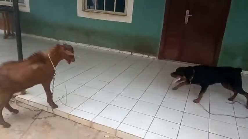 Dog vs Goat fighting .