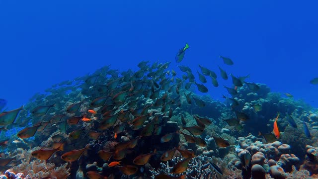 School Of Fish In The Deep Blue Sea