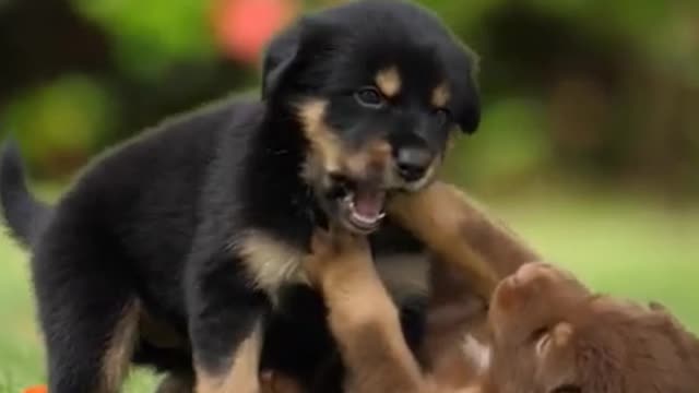 Cute dog playing together