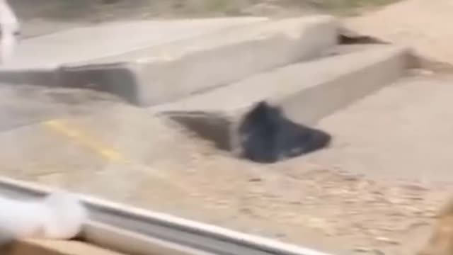 Funny Animals